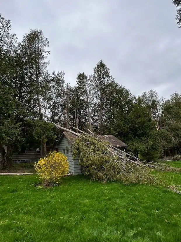 Large tree brought down across a residential yard by a storm, waiting to be cut up and cleared
