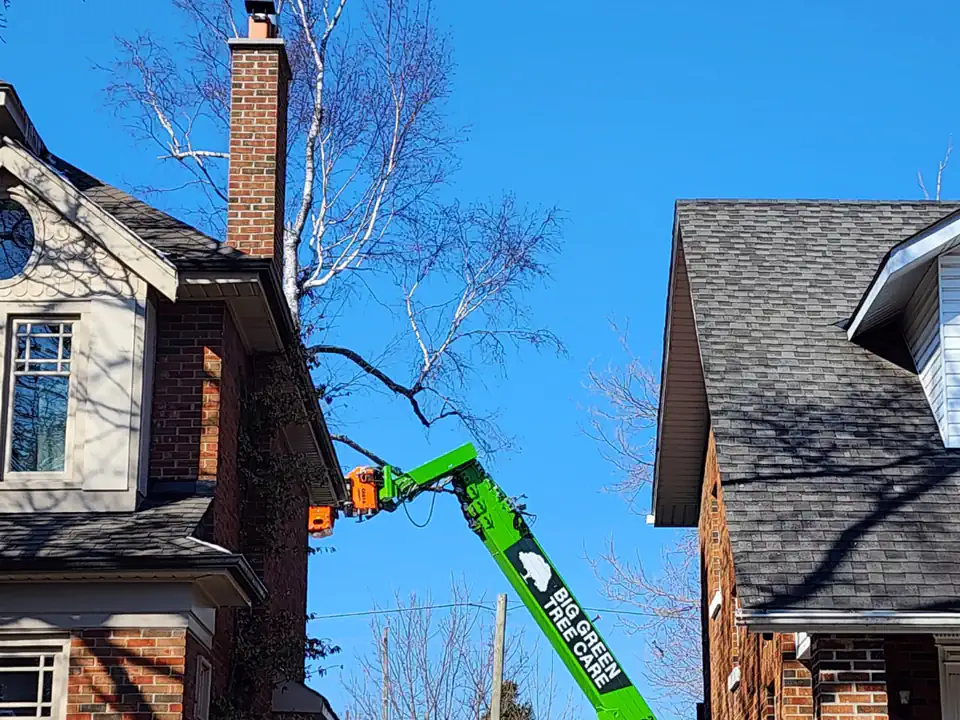 Grapplesaw telehandler lifting a cut section of a mature tree clear over the roof of a brick house