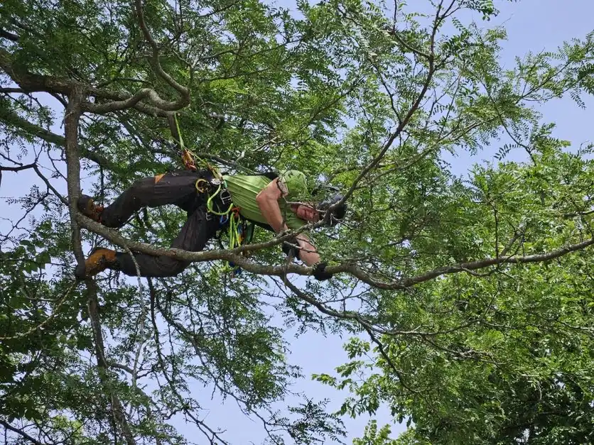 Arborist roped into the upper canopy of a large tree, pruning deadwood by hand